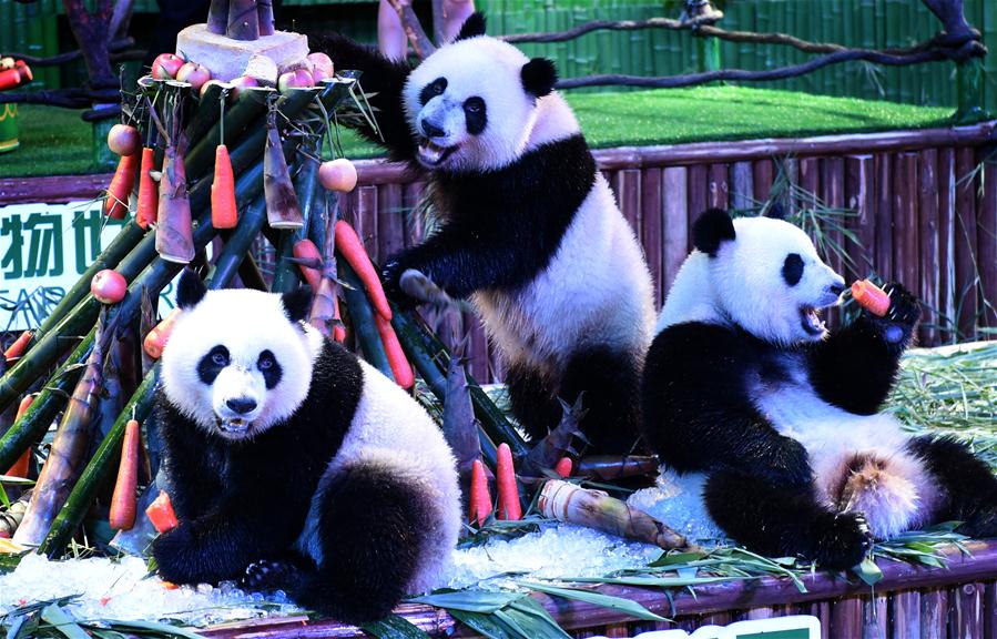 CHINA-GUANGDONG-GIANT PANDA-TRIPLETS-BIRTHDAY (CN)