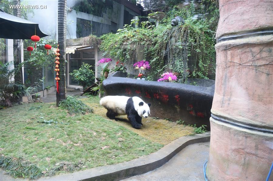 CHINA-FUZHOU-GIANT PANDA-BIRTHDAY CELEBRATION (CN)