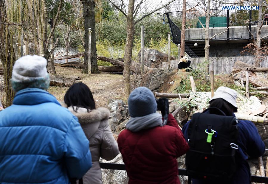 People watch giant panda Bao Bao at Smithsonian's National Zoo in Washington D.C., the United States, Feb. 16, 2017. 