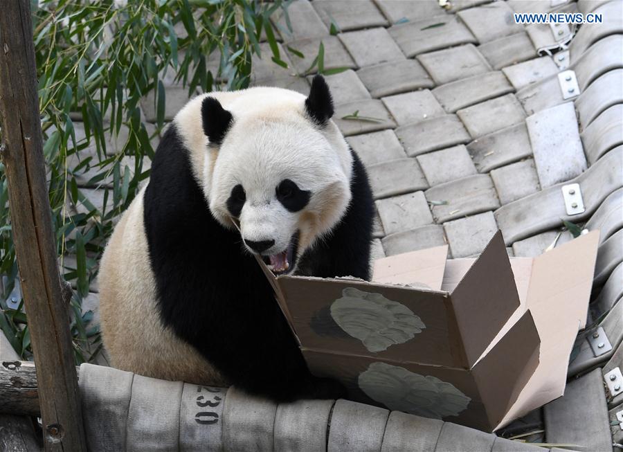 Giant panda Bao Bao eats dumplings specially made for her at Smithsonian's National Zoo in Washington D.C., the United States, Feb. 16, 2017.