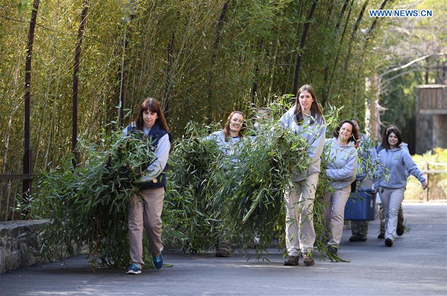 Animal keepers of Smithsonian's National Zoo carry bamboo for giant panda Bao Bao's inflight meal as she leaves the zoo en route back to China, in Washington D.C., the United States, Feb. 21, 2017.