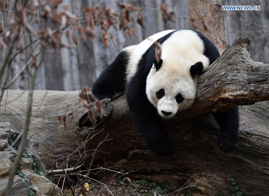 Giant panda Bao Bao plays before leaving the zoo, in Washington D.C., the United States, Feb. 21, 2017.