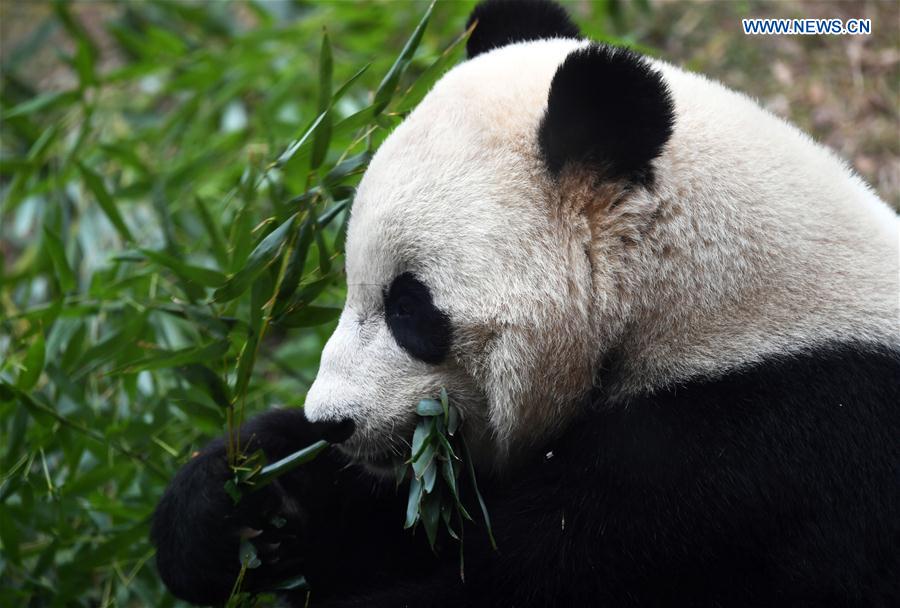 Giant panda Bao Bao eats bamboo before leaving the zoo, in Washington D.C., the United States, Feb. 21, 2017. 