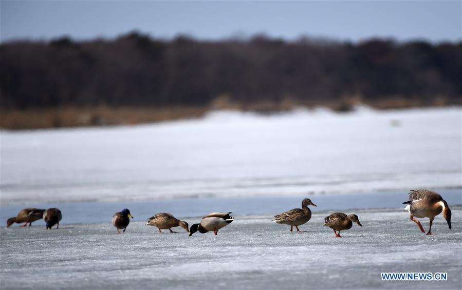 Migratory birds search for food on the remaining ice on Xingkai Lake, a border lake between China and Russia, in northeast China's Heilongjiang Province, March 30, 2017. Every day tens of thousands of migratory birds rest on Xingkai Lake on their way back to the north as the weather warms up. (Xinhua/Wang Jianwei) 