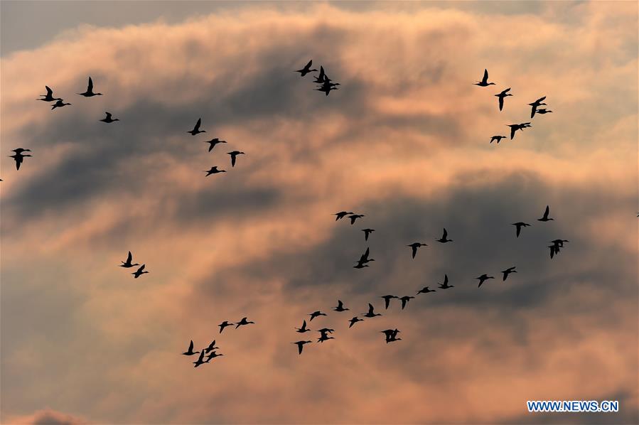Migratory birds fly over Xingkai Lake, a border lake between China and Russia, in northeast China's Heilongjiang Province, March 30, 2017. Every day tens of thousands of migratory birds rest on Xingkai Lake on their way back to the north as the weather warms up. (Xinhua/Wang Jianwei) 