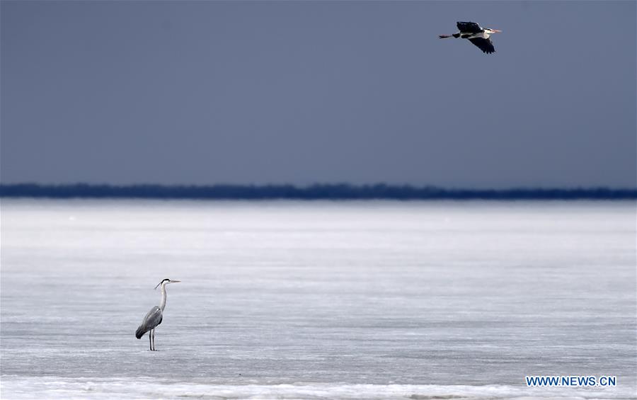 Herons rest on the remaining ice on Xingkai Lake, a border lake between China and Russia, in northeast China's Heilongjiang Province, March 30, 2017. Every day tens of thousands of migratory birds rest on Xingkai Lake on their way back to the north as the weather warms up. (Xinhua/Wang Jianwei) 