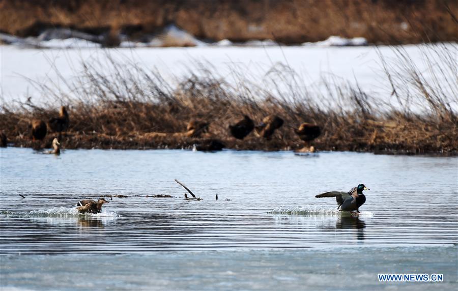 Migratory birds swim on the wetland of Xingkai Lake, a border lake between China and Russia, in northeast China's Heilongjiang Province, March 30, 2017. Every day tens of thousands of migratory birds rest on Xingkai Lake on their way back to the north as the weather warms up. (Xinhua/Wang Jianwei) 
