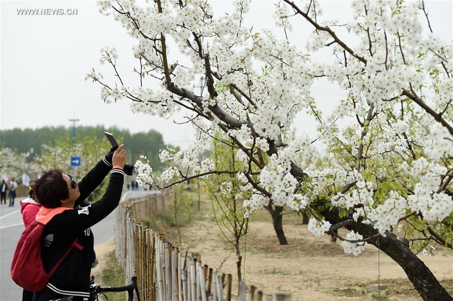 CHINA-BEIJING-PEAR BLOSSOMS (CN)