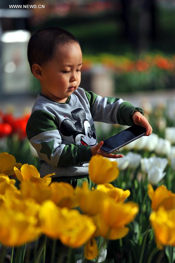 #CHINA-HEBEI-TULIP FLOWERS (CN)