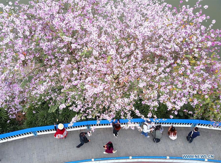 #CHINA-GUANGXI-LIUZHOU-HONG KONG ORCHID TREE (CN)