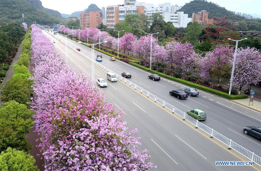 #CHINA-GUANGXI-LIUZHOU-HONG KONG ORCHID TREE (CN)