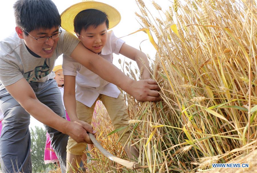 #CHINA-HEBEI-STUDENTS-FARMING (CN)
