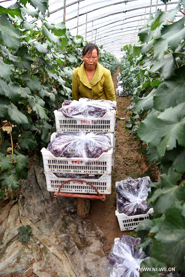 CHINA-HEBEI-GRAPE PLANTING-POVERTY ALLEVIATION (CN)