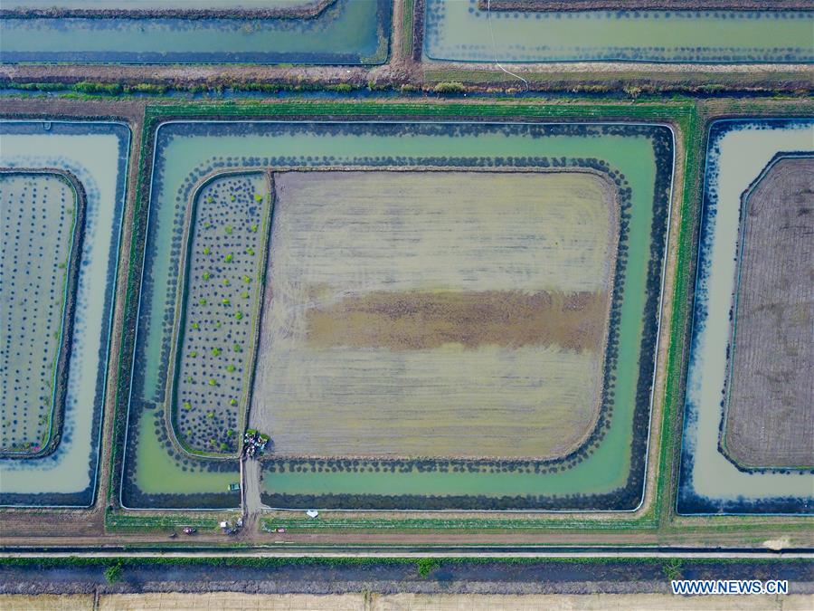 CHINA-JIANGSU-CRAYFISH-FARMING (CN)