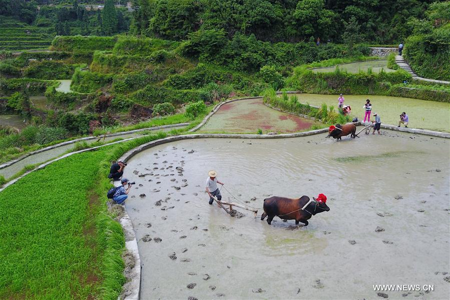 CHINA-ZHEJIANG-QINGTIAN-FARMING (CN)