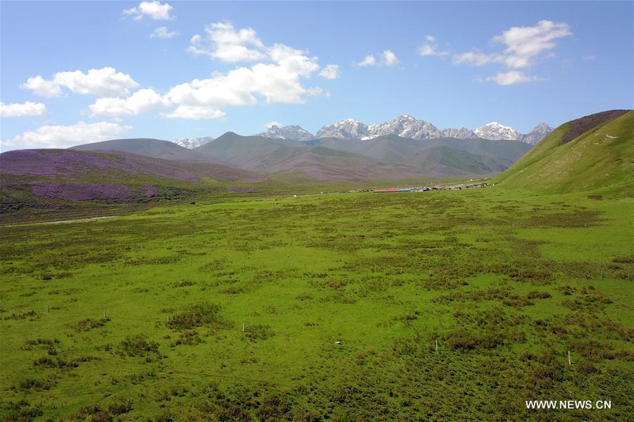 CHINA-GANSU-TIANZHU-QILIAN MOUNTAINS-SUMMER (CN)