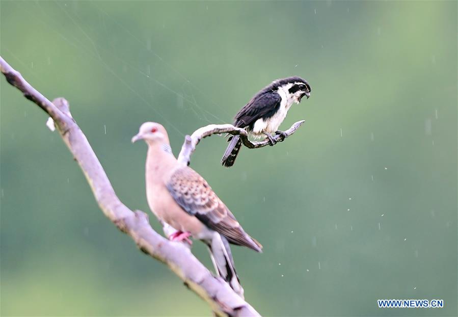 CHINA-FUJIAN-ENVIRONMENT-BIRD WATCHING (CN)