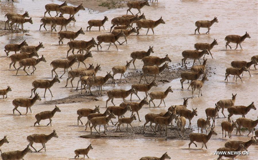 Number of Tibetan antelopes rises to over 200,000 at Changtang in Tibet