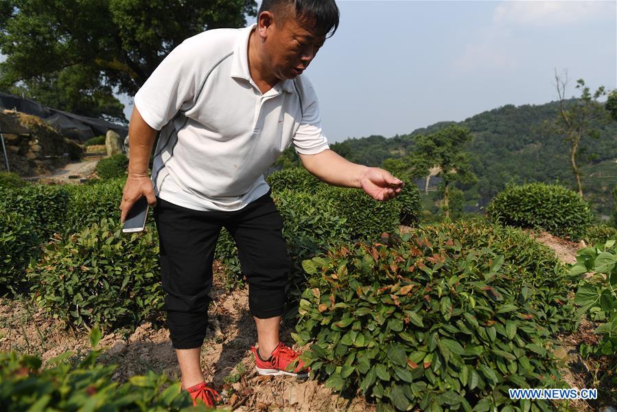 CHINA-ZHEJIANG-TEA PLANTATION-HEAT-PROTECTION (CN)