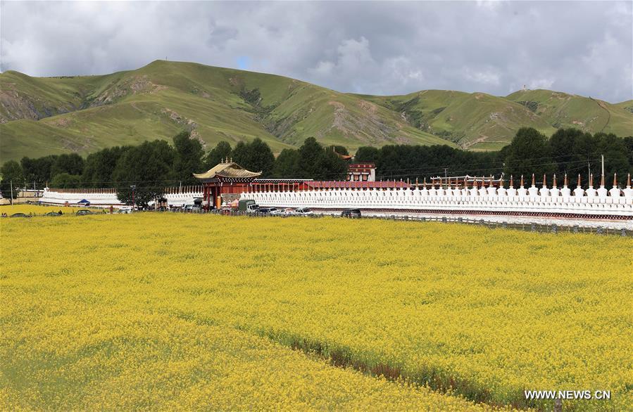 CHINA-SICHUAN-RAPESEED FLOWERS (CN)