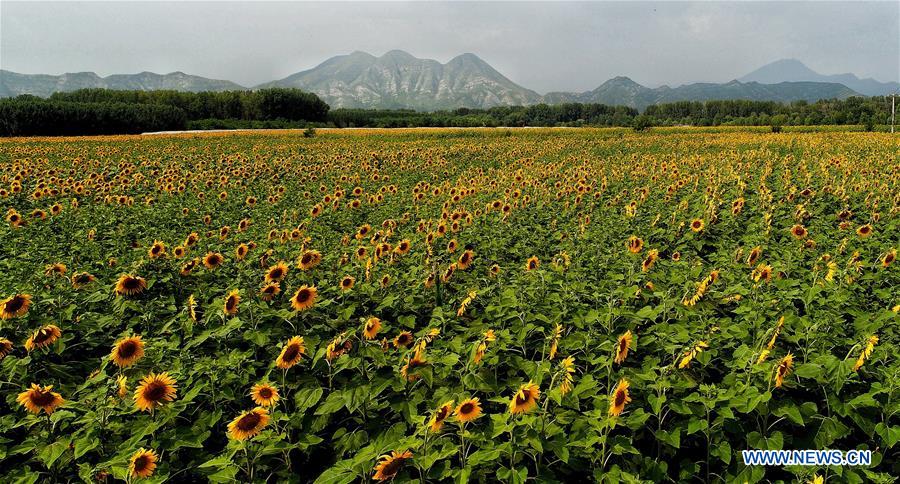 CHINA-BEIING-OIL SUNFLOWER (CN)