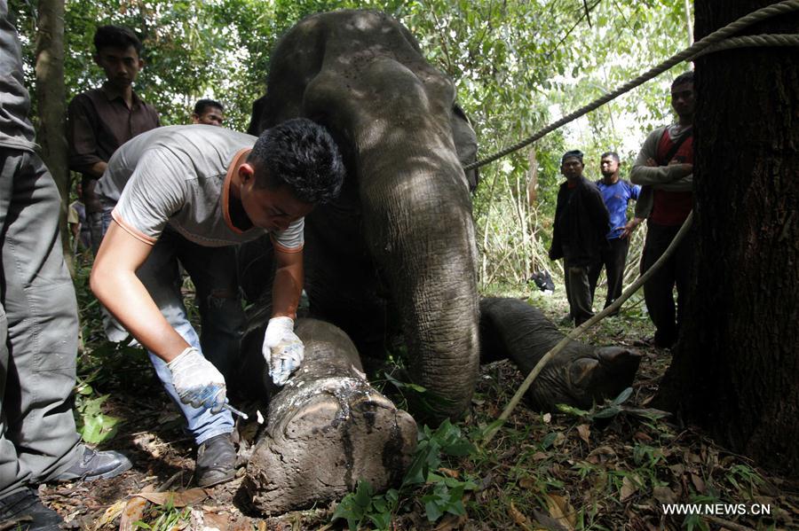INDONESIA-ACEH-SUMATRAN ELEPHANT-WOUNDED