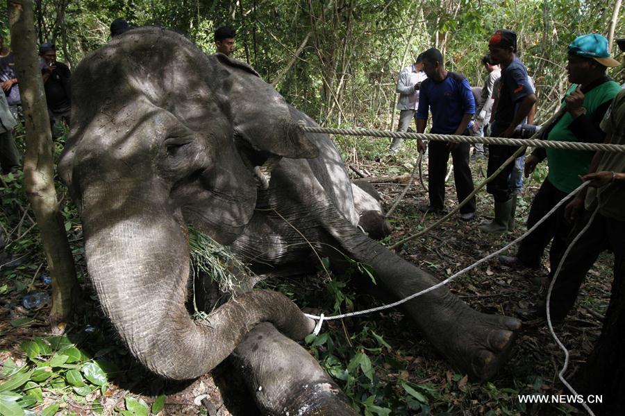 INDONESIA-ACEH-SUMATRAN ELEPHANT-WOUNDED