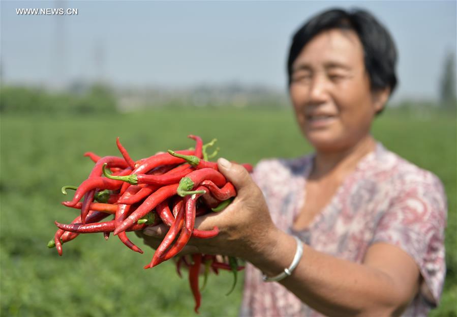 CHINA-HEBEI-HOT PEPPER-PLANTING (CN)