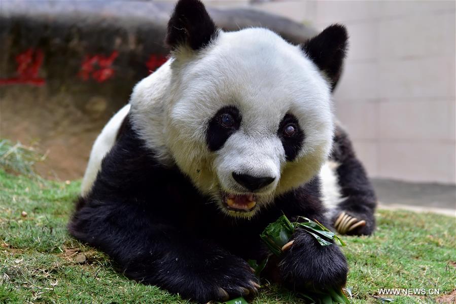 CHINA-FUZHOU-GIANT PANDA BASI-DEATH (CN)
