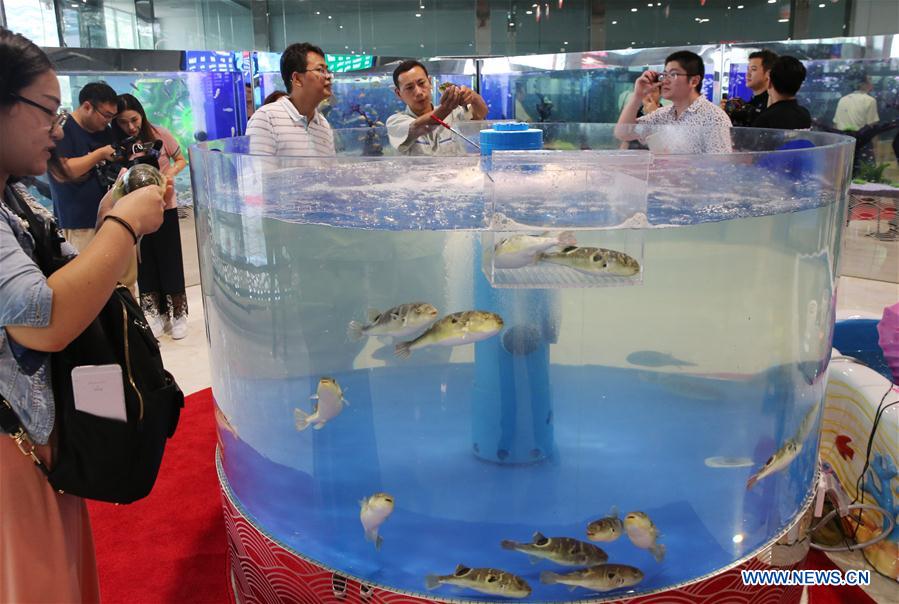 #CHINA-JIANGSU-PUFFER FISH-BREEDING (CN)