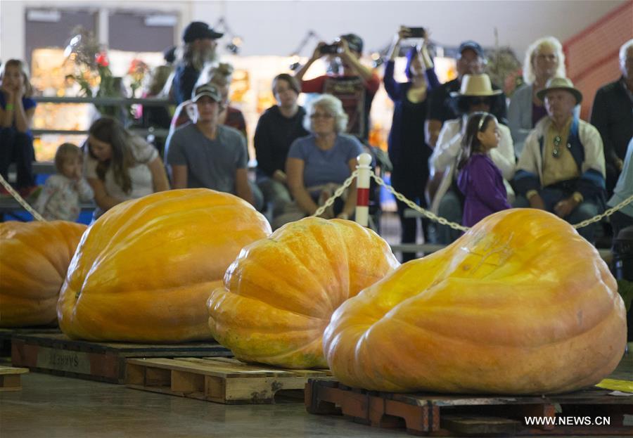 CANADA-BRUCE-GIANT PUMPKIN COMPETITION