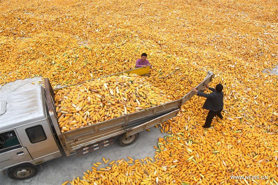 #CHINA-AGRICULTURE-HARVEST(CN)