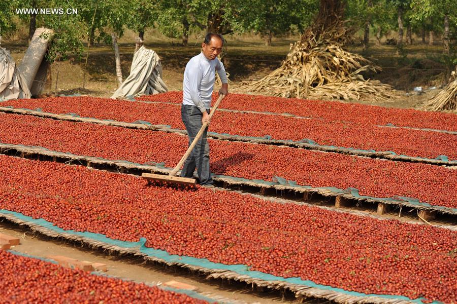 CHINA-HEBEI-RED DATE-HARVEST(CN)