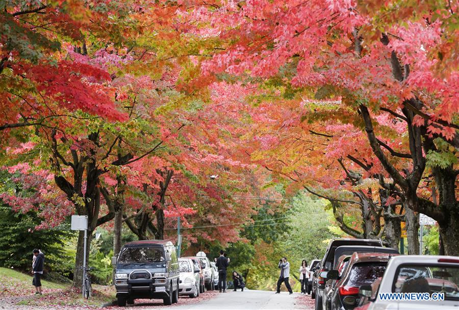 CANADA-VANCOUVER-MAPLES