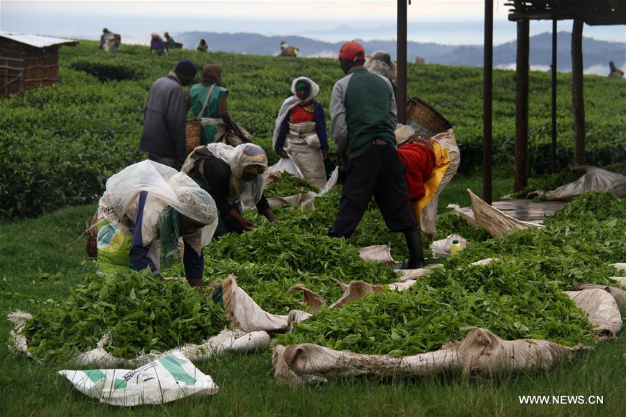 RWANDA-GISAKURA-TEA PLANTATION