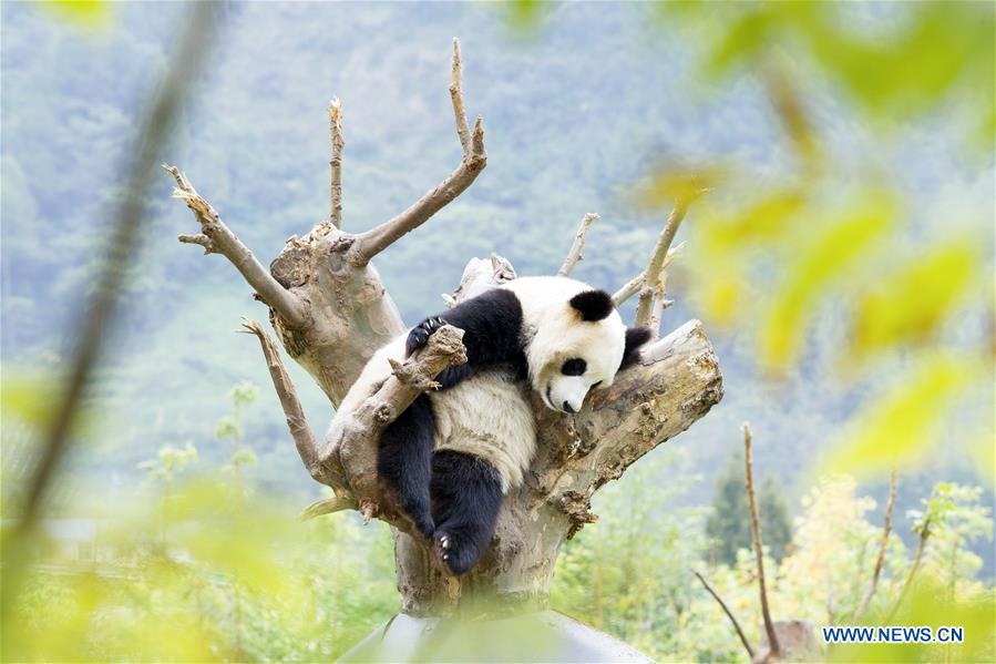 CHINA-SICHUAN-GIANT PANDA PROTECTION BASE (CN)