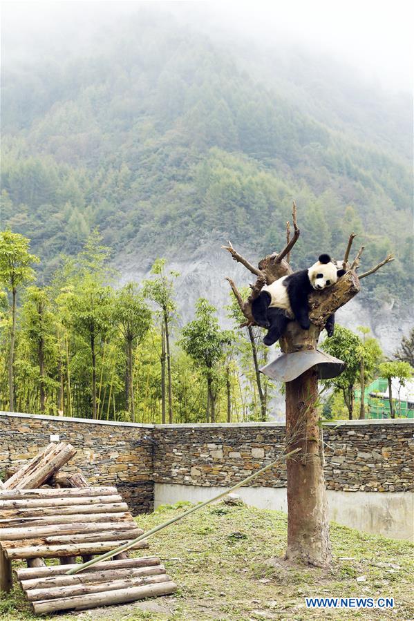 CHINA-SICHUAN-GIANT PANDA PROTECTION BASE (CN)