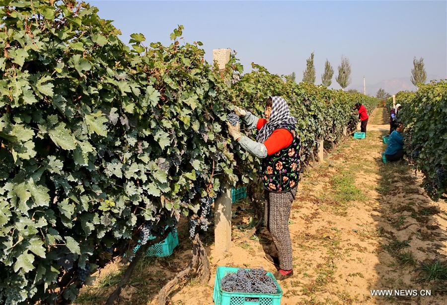 CHINA-HEBEI-AGRICULTURE-HARVEST-WINE  (CN)