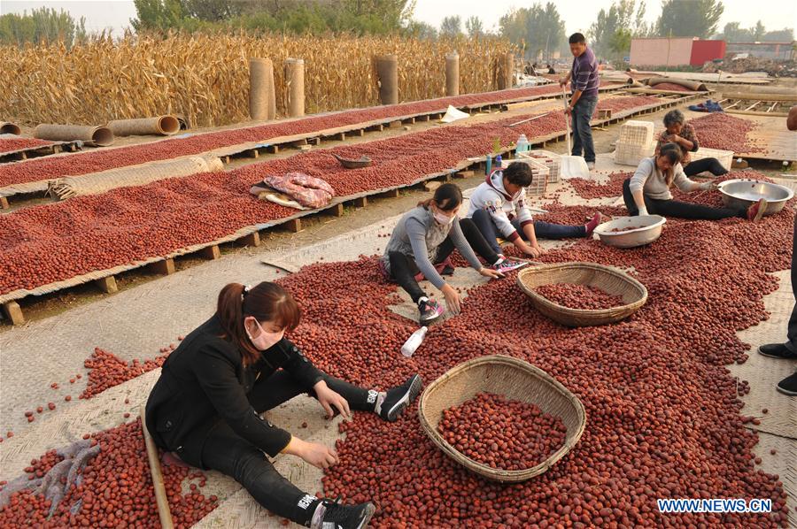 CHINA-HEBEI-RED DATES(CN)