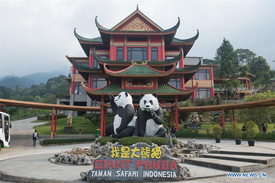 INDONESIA-TAMAN SAFARI INDONESIA-CHINESE GIANT PANDAS