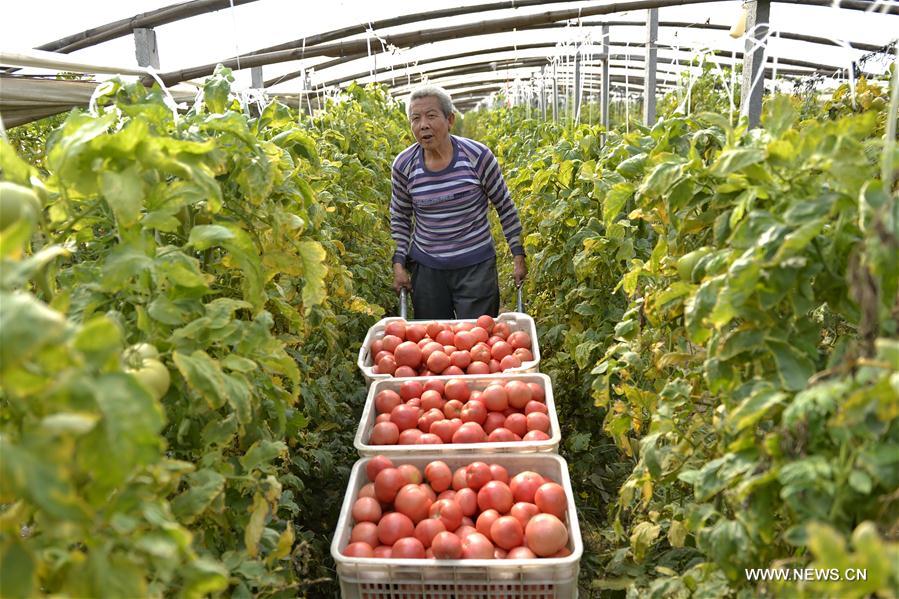 CHINA-HEBEI-VEGETABLE-POVERTY ALLEVIATION(CN)