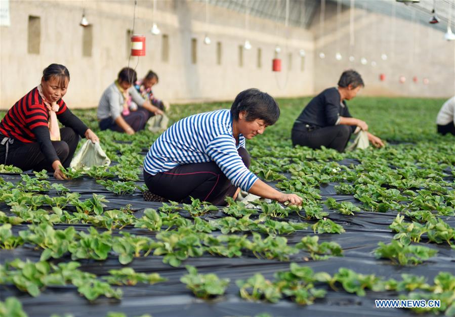 CHINA-WINTER-FARM WORK (CN)
