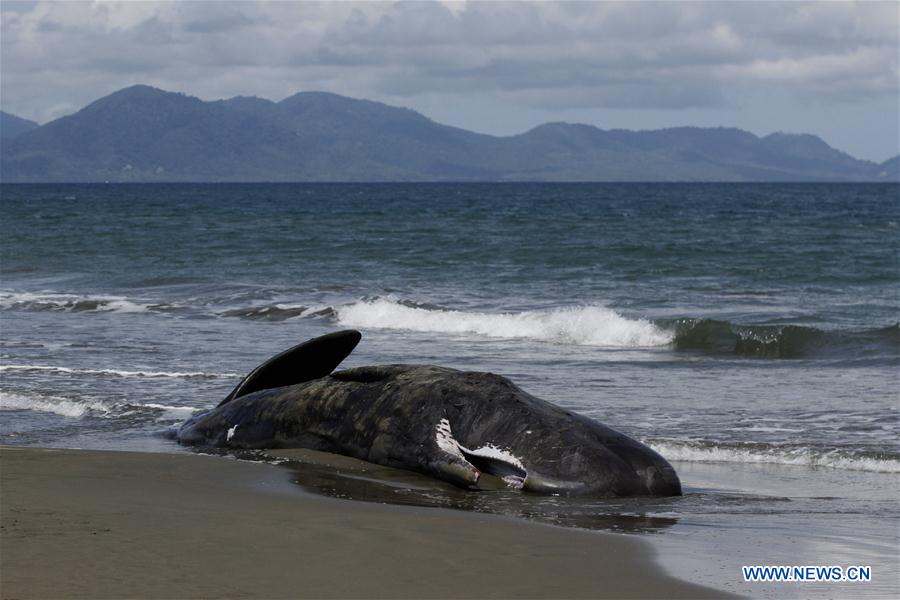 INDONESIA-ACEH-SPERM WHALE-DEAD