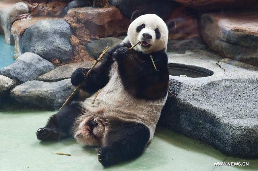 Giant Panda Cai Tao eats bamboos in a zoo at Bogor, Indonesia, Nov. 26, 2017. Image: Xinhua/Du Yu