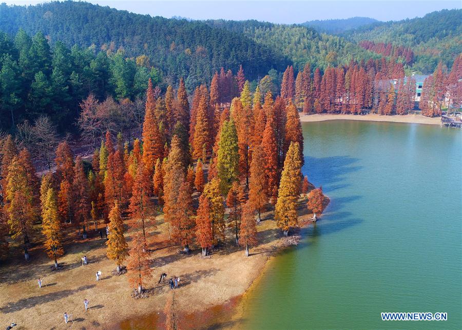 #CHINA-COLORFUL TREES-SCENERY (CN)