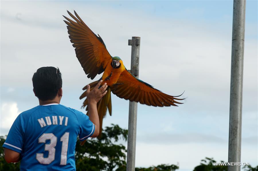 INDONESIA-SOUTH TANGERANG-PARROTS-COMPETITION