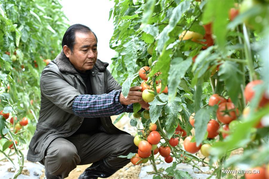 #CHINA-WINTER-FARM WORK (CN)