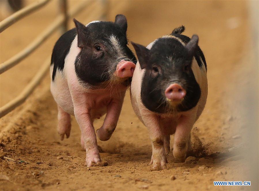 CHINA-LIAONING-PIGLET-RACE (CN)