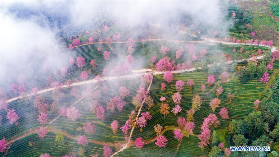 Cherry valley seen in SW China