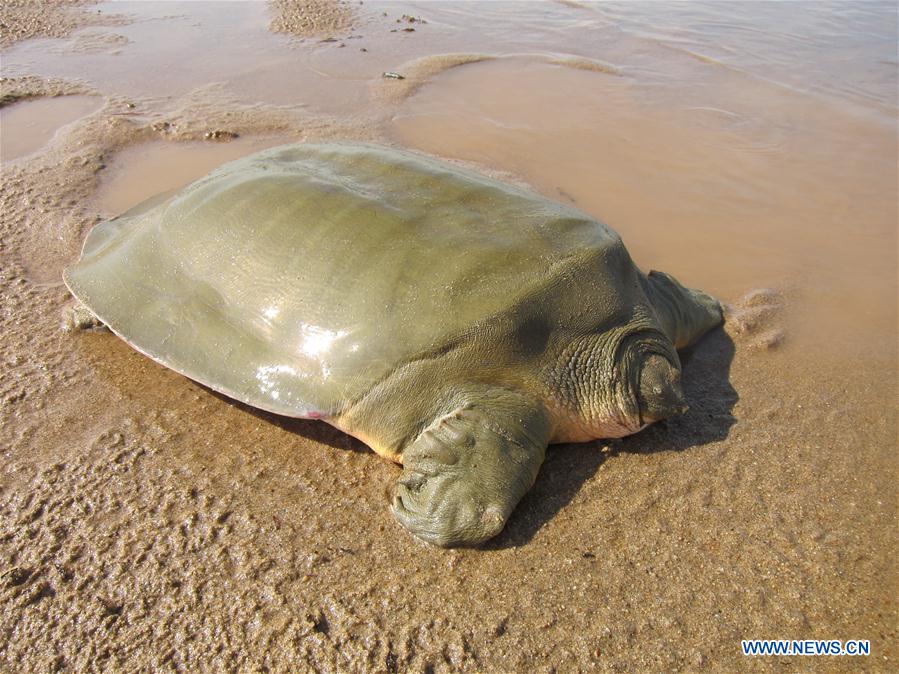 CAMBODIA-MEKONG RIVER-ASIAN GIANT SOFTSHELL TURTLE-NEST